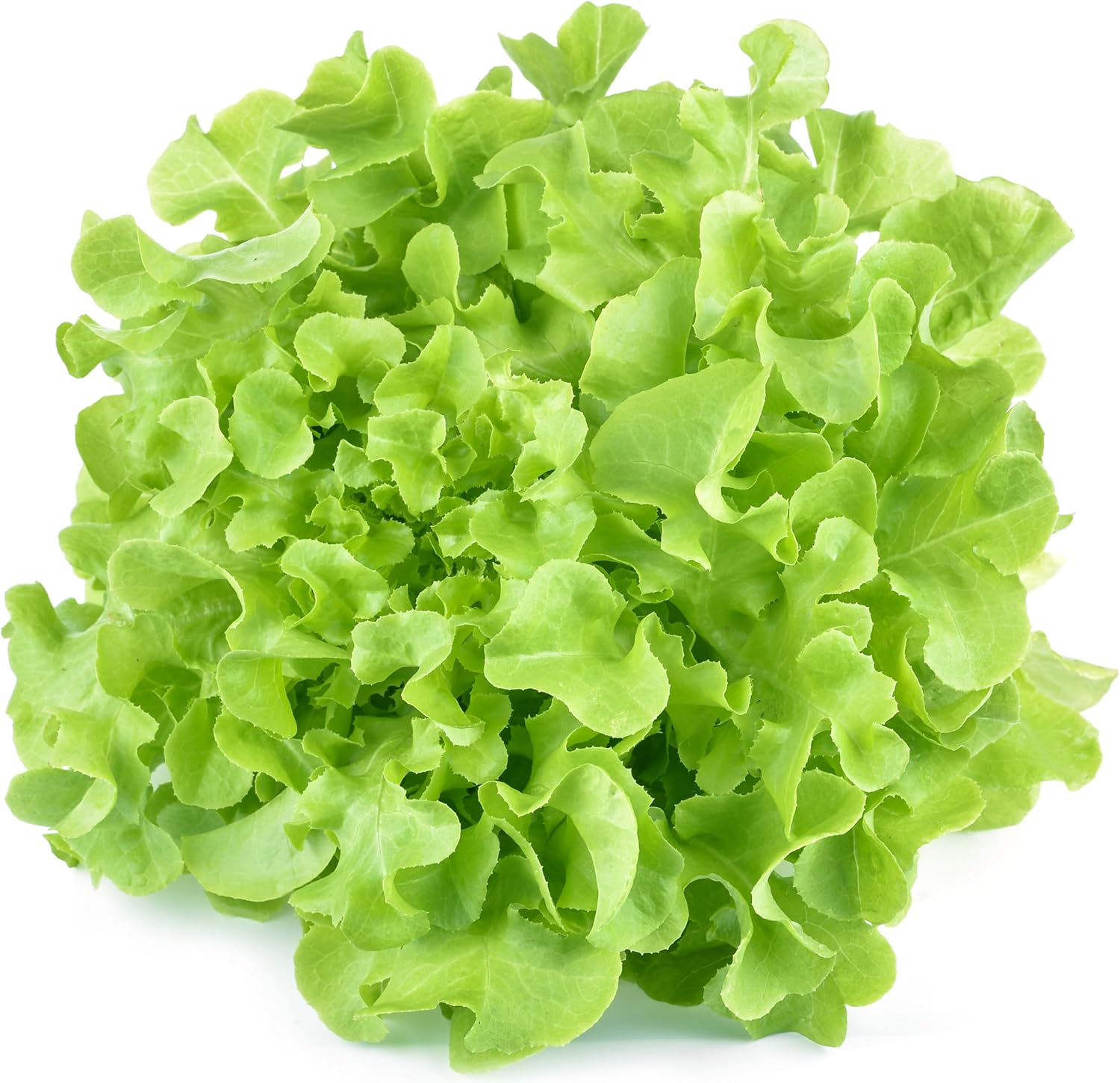  lush Oakleaf lettuce with deeply lobed, curly green leaves

