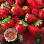 mini strawberry plants growing in pots or garden beds

