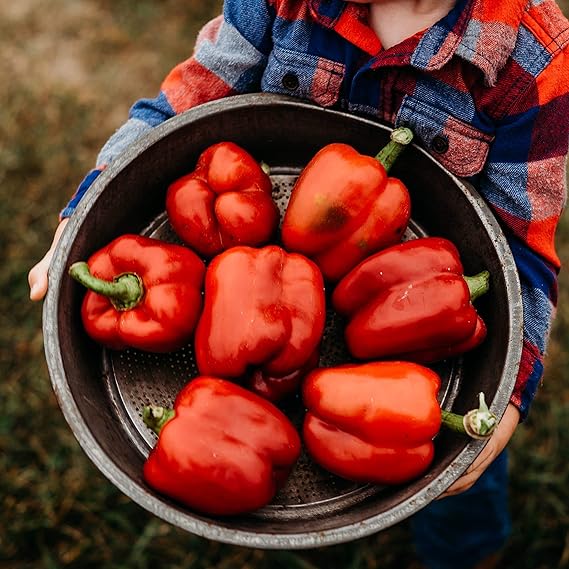 Pepper Capsicum Annuum Giant Spices Spicy Red Chili Vegetable Seeds for Planting – Hot Variety for Kitchen Garden and Cooking Use