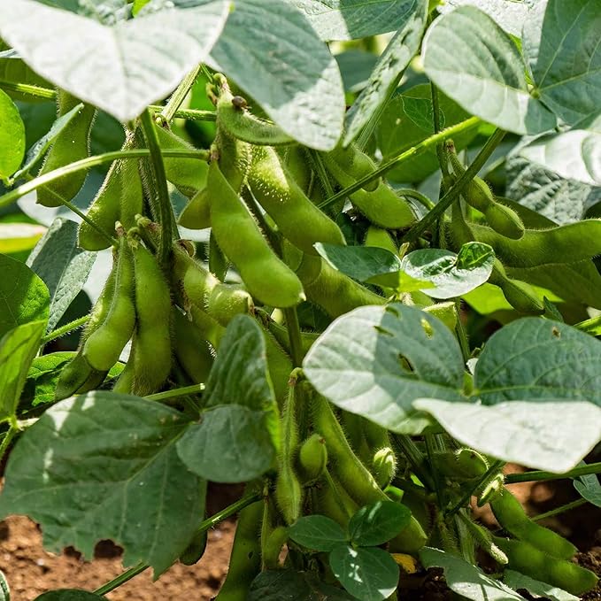 Edamame Organic Shirofumi Soybeans Seeds