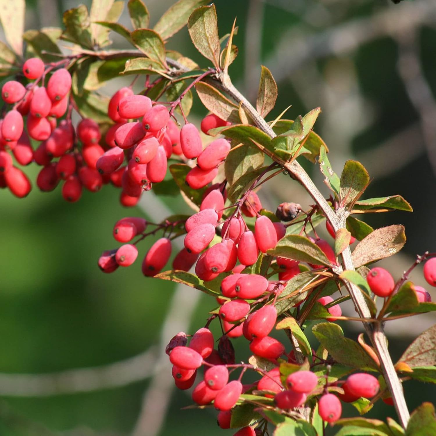 Berberis Aristata Seeds