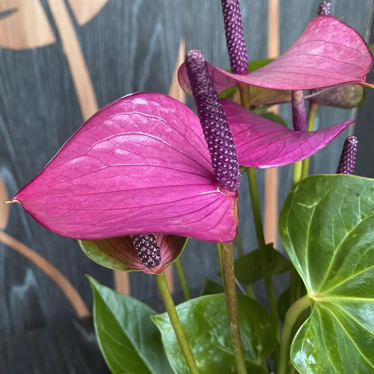 Heirloom Purple Anthurium Flower Seeds – Non‑GMO Ornamental Seeds