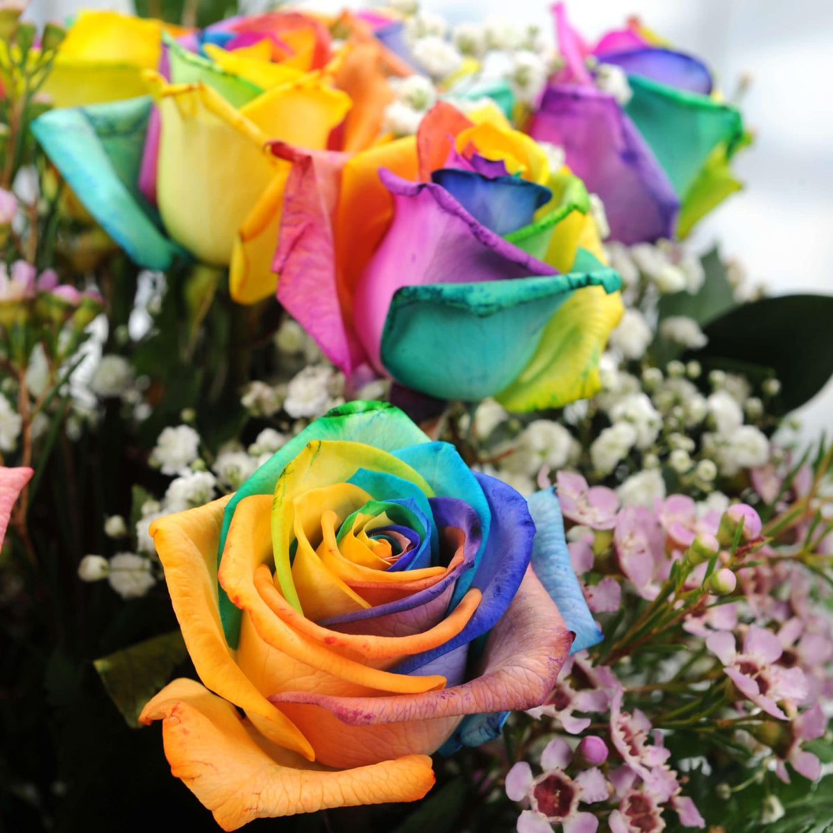 Holland Rainbow Rose Flower Seeds – Rare Multicolor Garden Bloom
