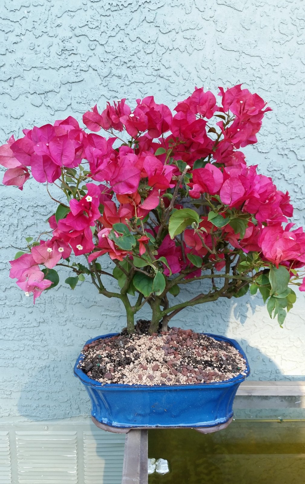 Bougainvillea Bougainvillea Spectabilis Flower Seeds for Planting – Ideal for Backyard Gardening and Wall Coverings