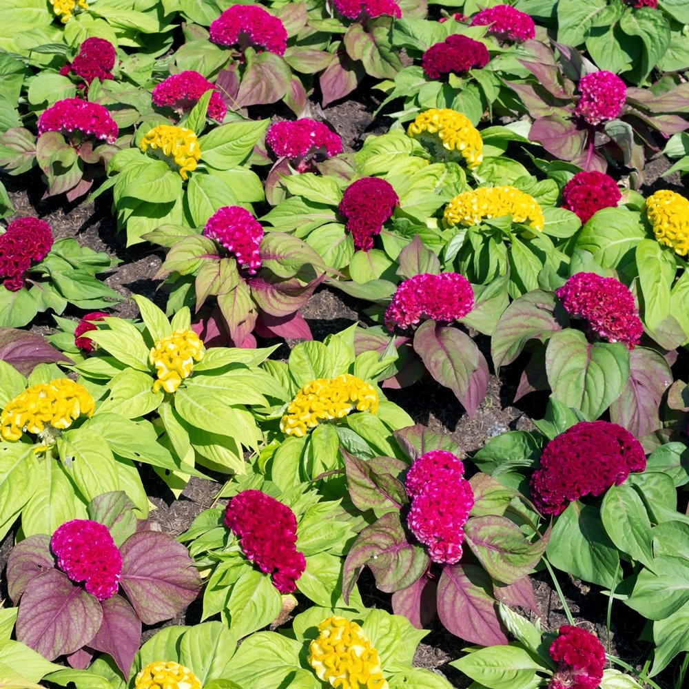 Cockscomb Celosia semi misti cristata flower seeds