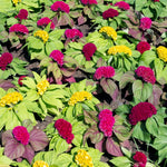 Cockscomb Celosia semi misti cristata flower seeds