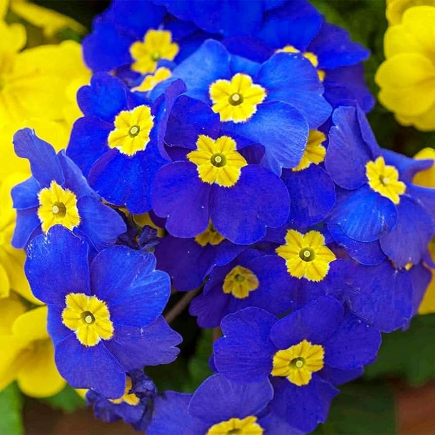 Blue Evening Primrose Sundrops Rare Flowering Seeds For Planting