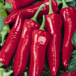 Big Jim Organic Heirloom Chili Pepper Seeds