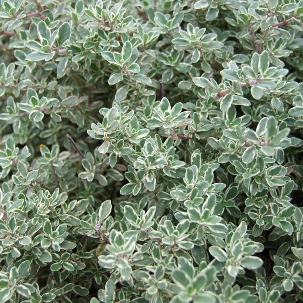 Medicinal And Edible Aromatic Plants Thymus Vulgaris – Heirloom, Non-GMO, High Germination Organic Garden Seeds