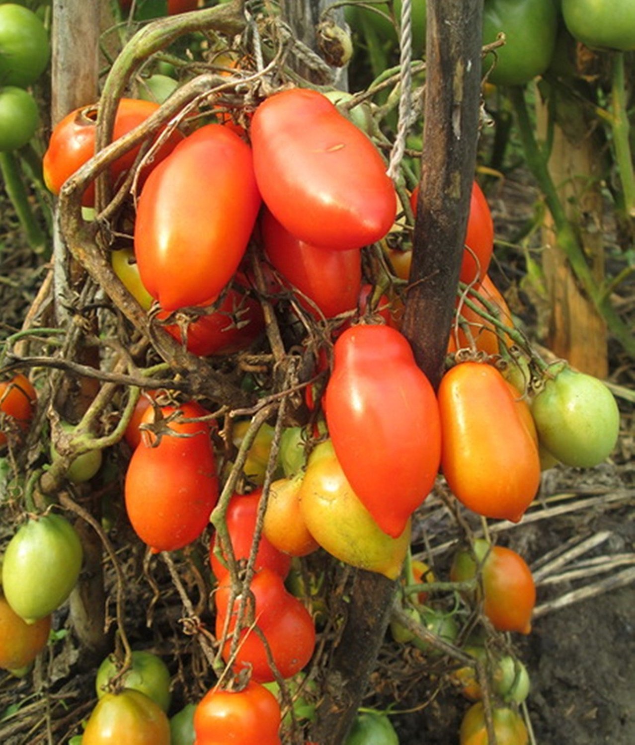 Tomato Medok Solanum lycopersicum vegetable seeds for planting in home garden