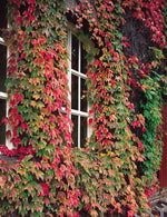 Boston Ivy Green Pink Plant Seeds for Planting-Heirloom & Non-GMO Seeds for planting for planting in your garden.