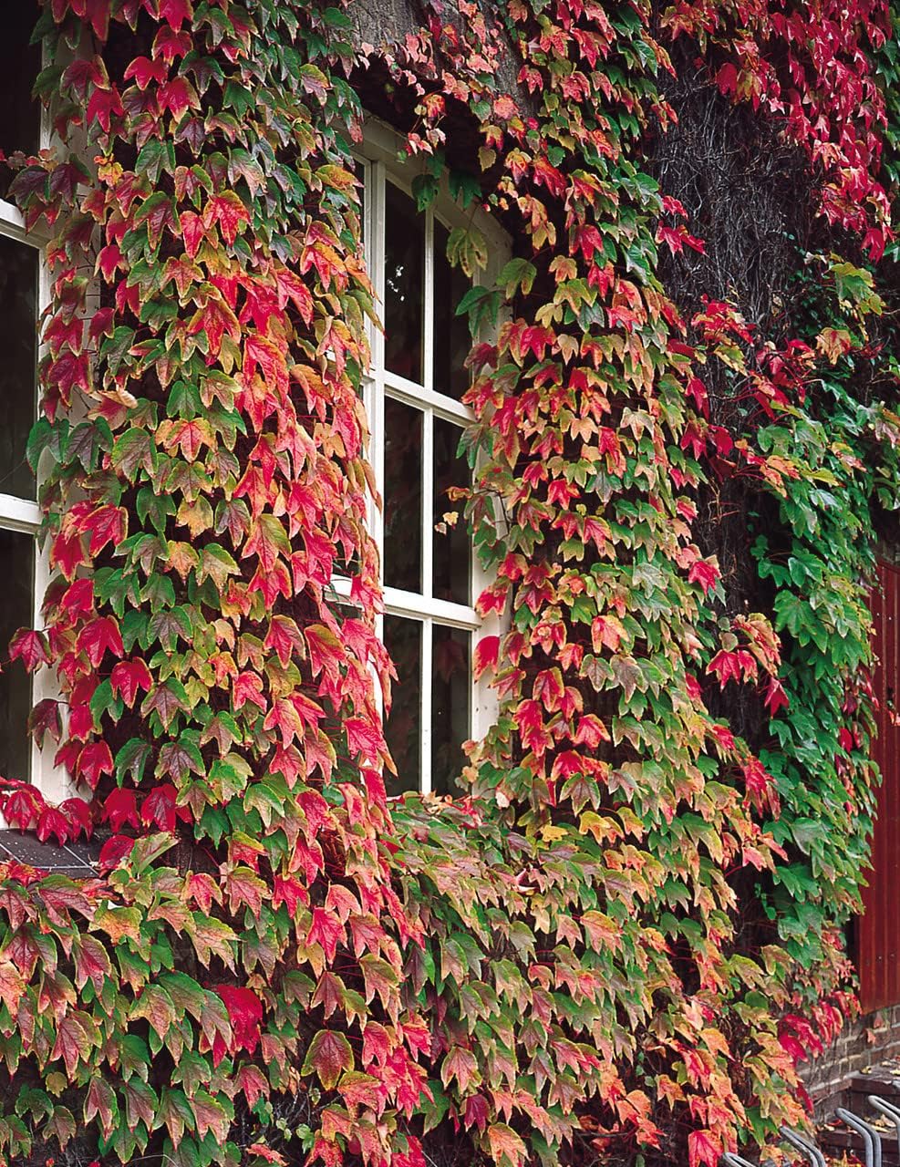 Boston Ivy Green Pink Plant Seeds for Planting-Heirloom & Non-GMO Seeds for planting