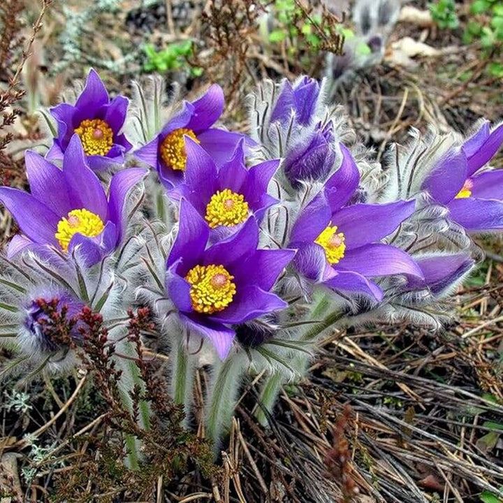 Violet Pulsatilla Flower Seeds for Planting, 100 pcs