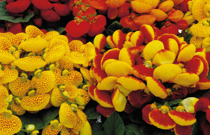 Mixed Calceolaria Flower Seeds for Planting - 100