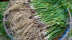 Chinese Garlic Chives – Allium tuberosum – for planting in herb garden