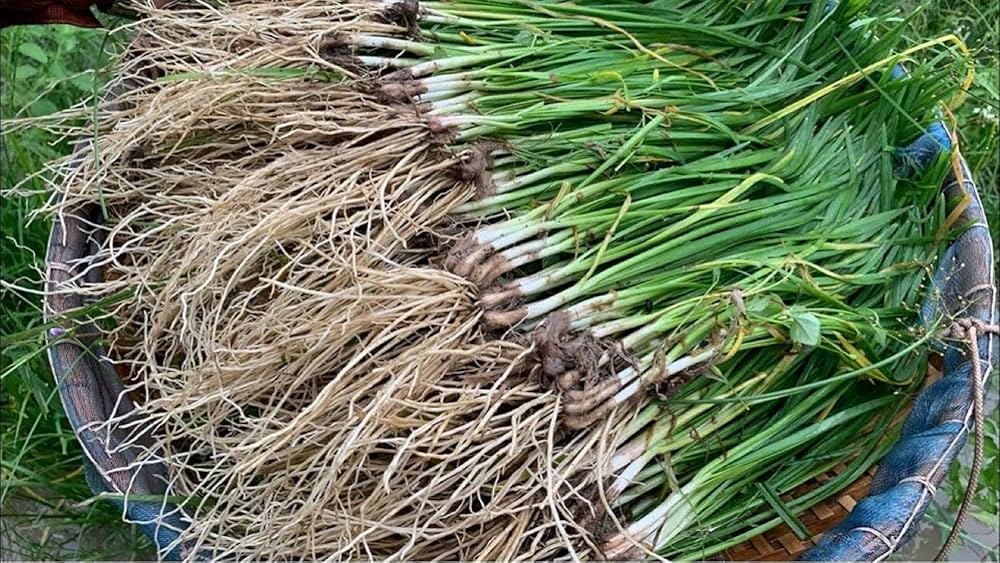 Chinese Garlic Chives – Allium tuberosum – for planting in herb garden