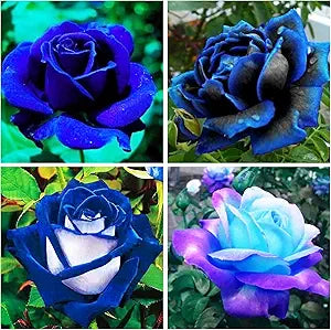 Rose Mix Rosa Blue flower seeds for planting in home garden or mixed flower beds