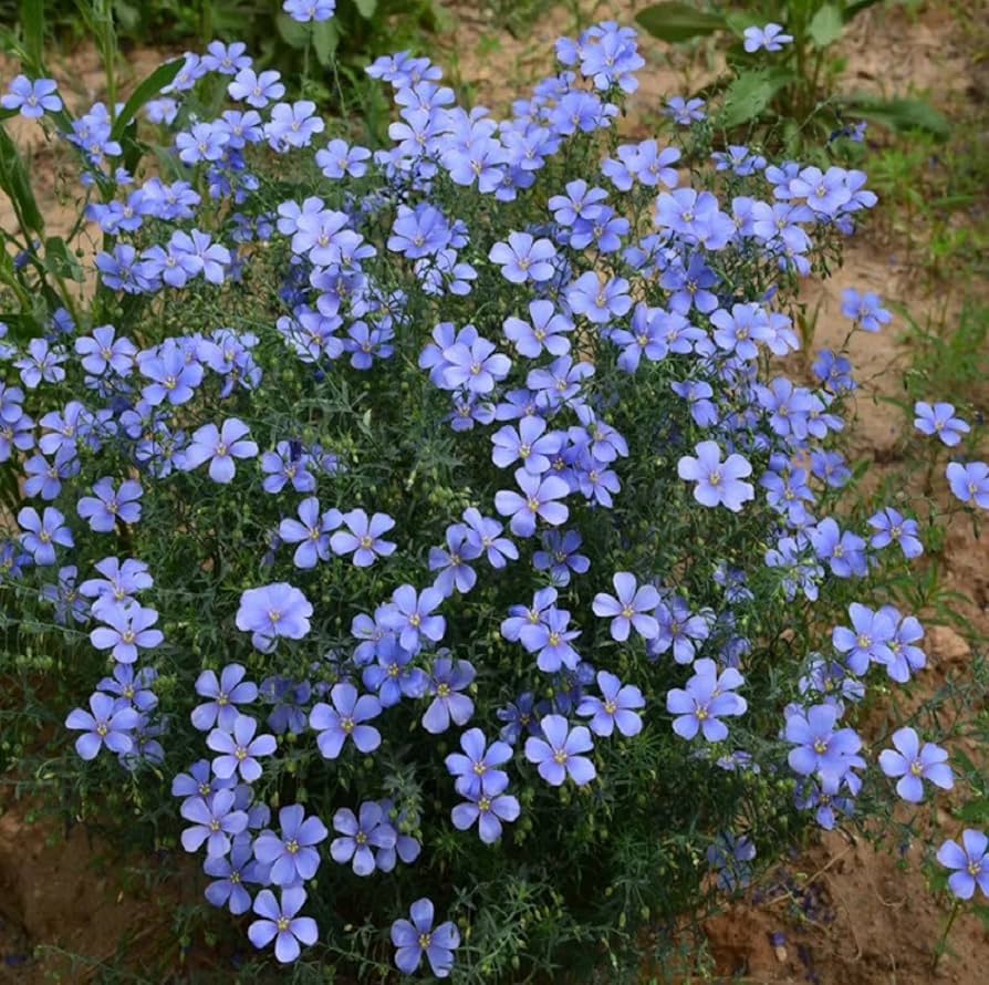 FD Llinum Perenne Blue Flower Seeds Pieces