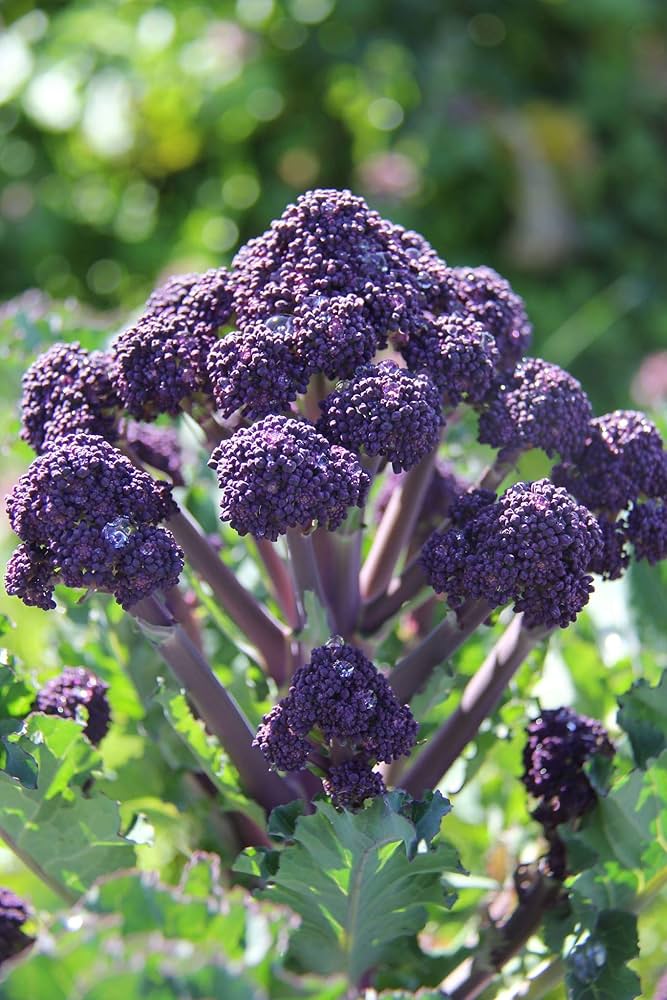Broccoli Brassica Oleracea Early Purple Sprouting Vegetable Seeds for Planting – Great for Cool Season Harvest and Garden Beds
