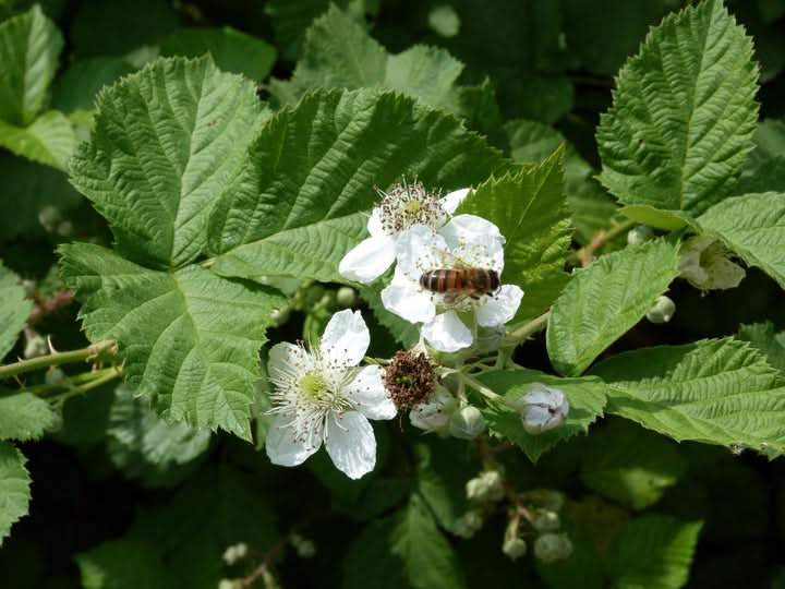 Rubus Cuneifolius Flower Seeds for Planting – Wildflower with Edible Fruit Blooms