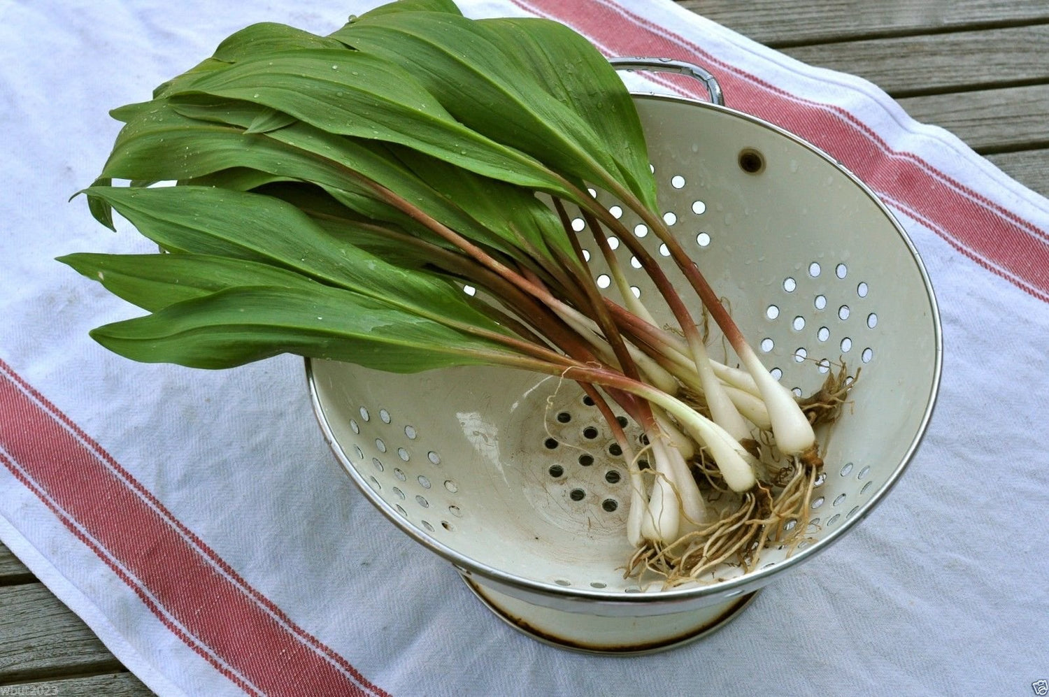 Wild Leek Allium tricoccum Seeds for Planting in Woodland Garden and Herb Patch