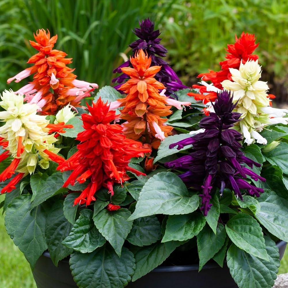 Sage Flower Salvia officinalis Seeds for Planting for Herb Garden and Urban Garden