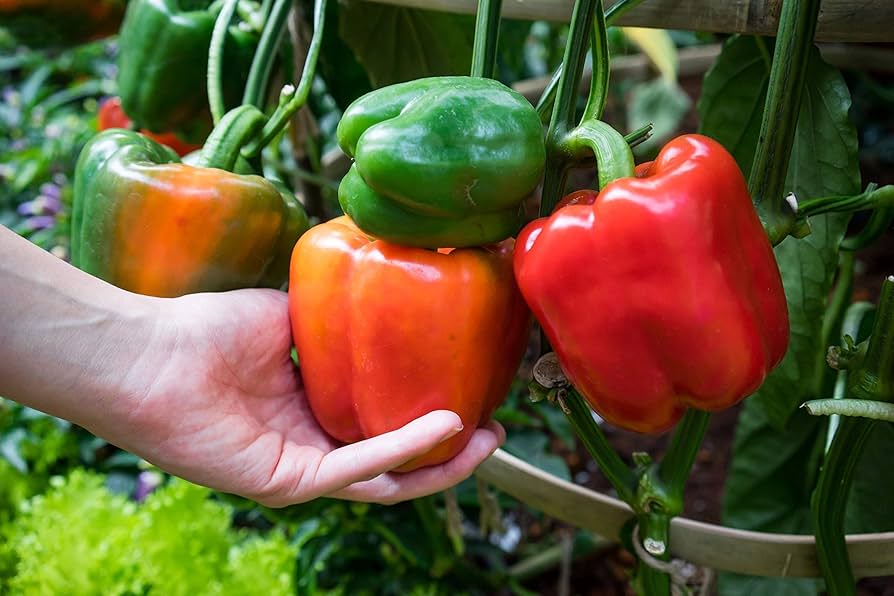 Big Bertha Hybrid Pepper Seeds | Extra-Large Thick-Walled Bell Peppers – Heirloom, Non-GMO, High Germination Organic Garden Seeds