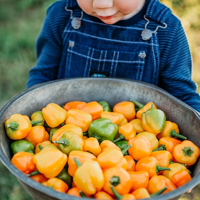 Orange Sweet Pepper Seeds for Sweet, Tangy Peppers