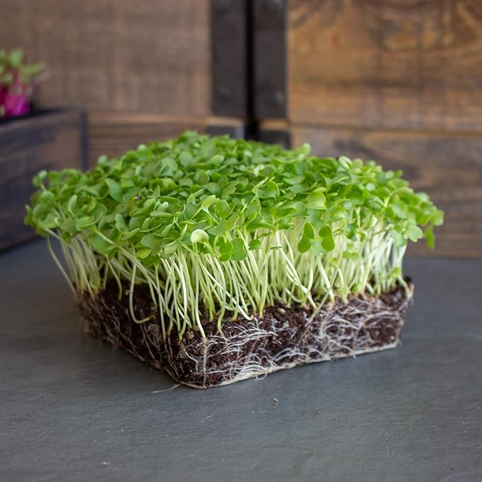 Kale Brassica Oleracea Blue Scotch Leafy Vegetable Seeds for Planting – Heirloom Green for Kitchen Garden and Raised Beds