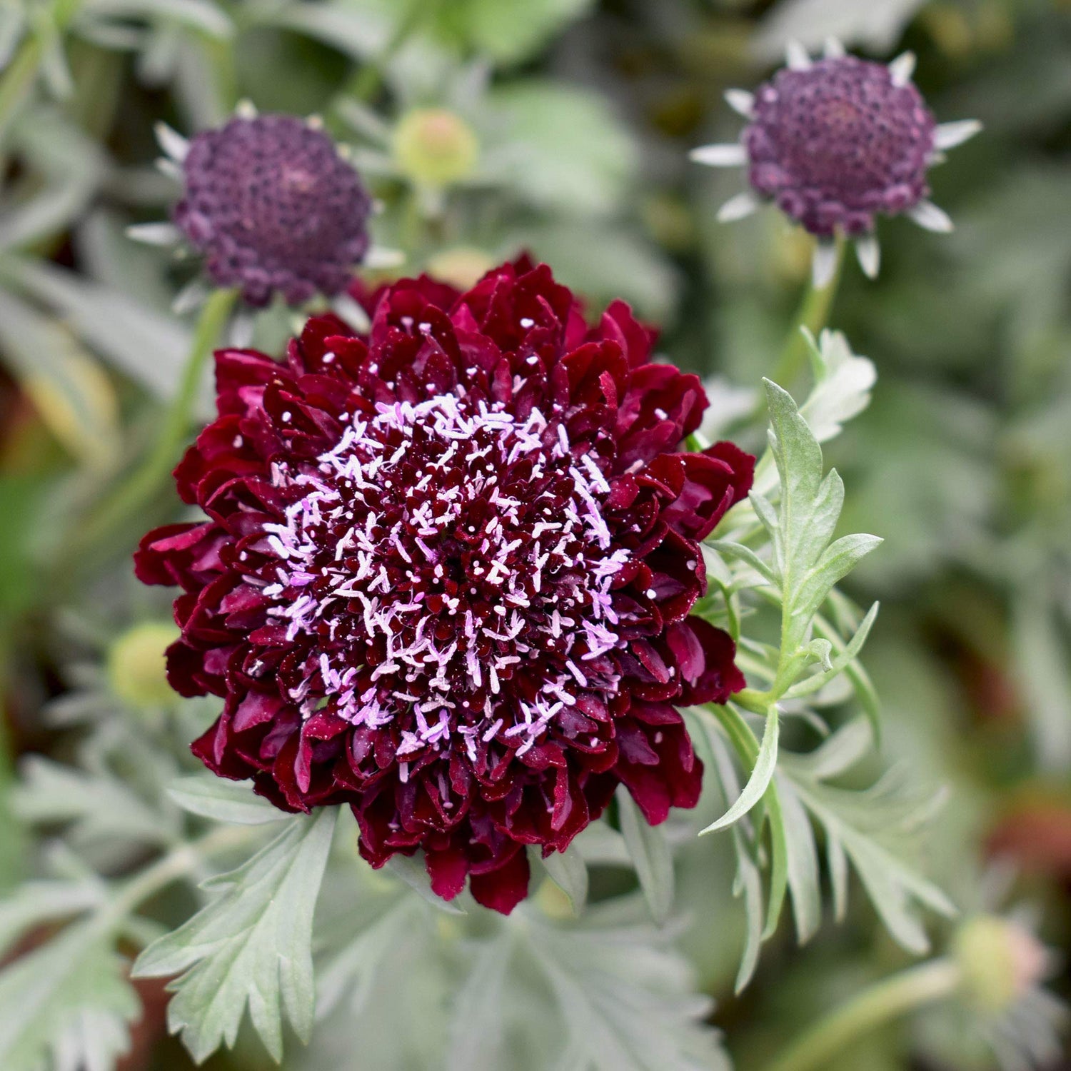 Scabiosa Red Scabiosa atropurpurea Seeds for Planting for Flower Bed