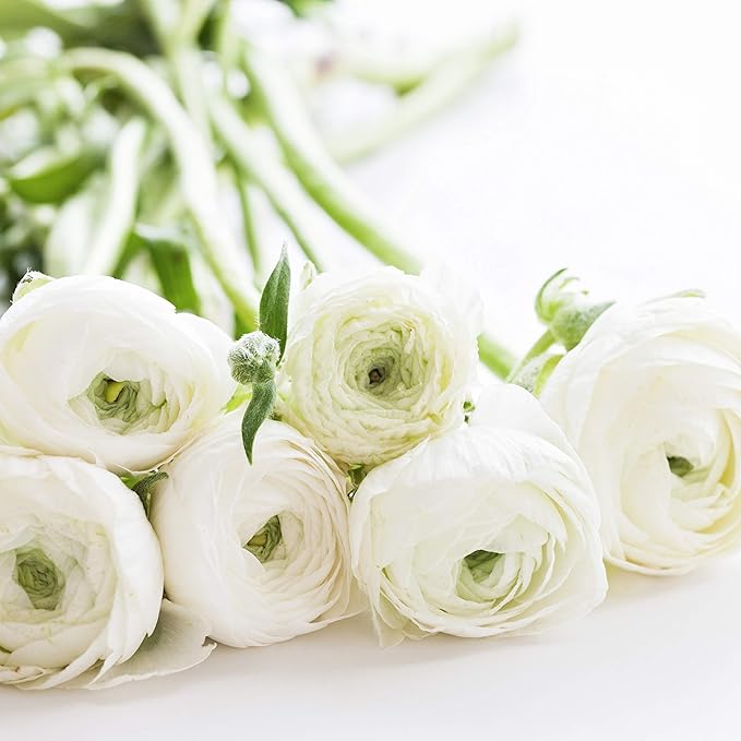 Ranunculus Ranunculus Asiaticus Flower Seeds for Planting