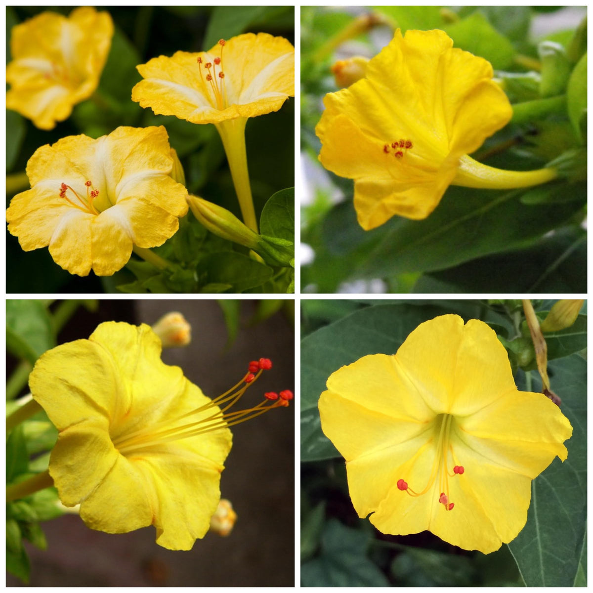 Yellow Mirabilis Flower Seeds for Planting – Organic, Heirloom, Non-GMO Four O'Clock Seeds