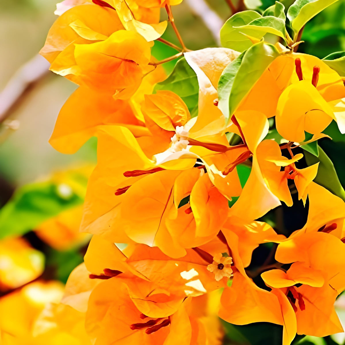 Echium fastuosum Candicans (Echium candicans) for pollinator garden planting