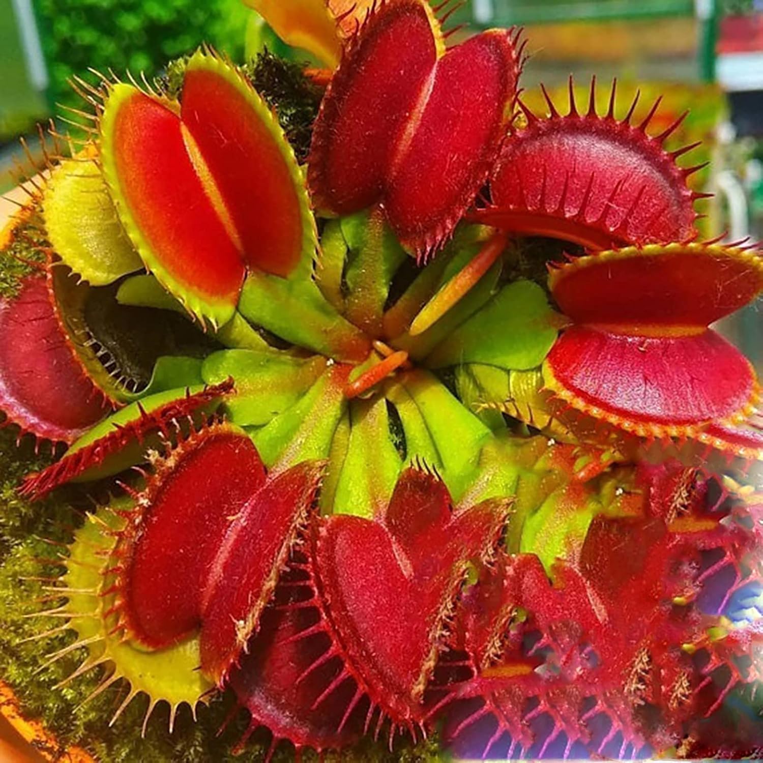 Venus Flytrap Seeds