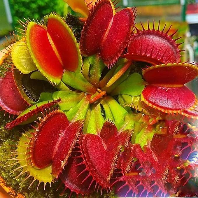 Insectivorous Plant Seeds for Planting