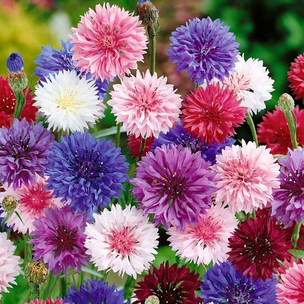 Bachelor Button Centaurea Cyanus Tall Mixed Colors Flower Seeds for Planting