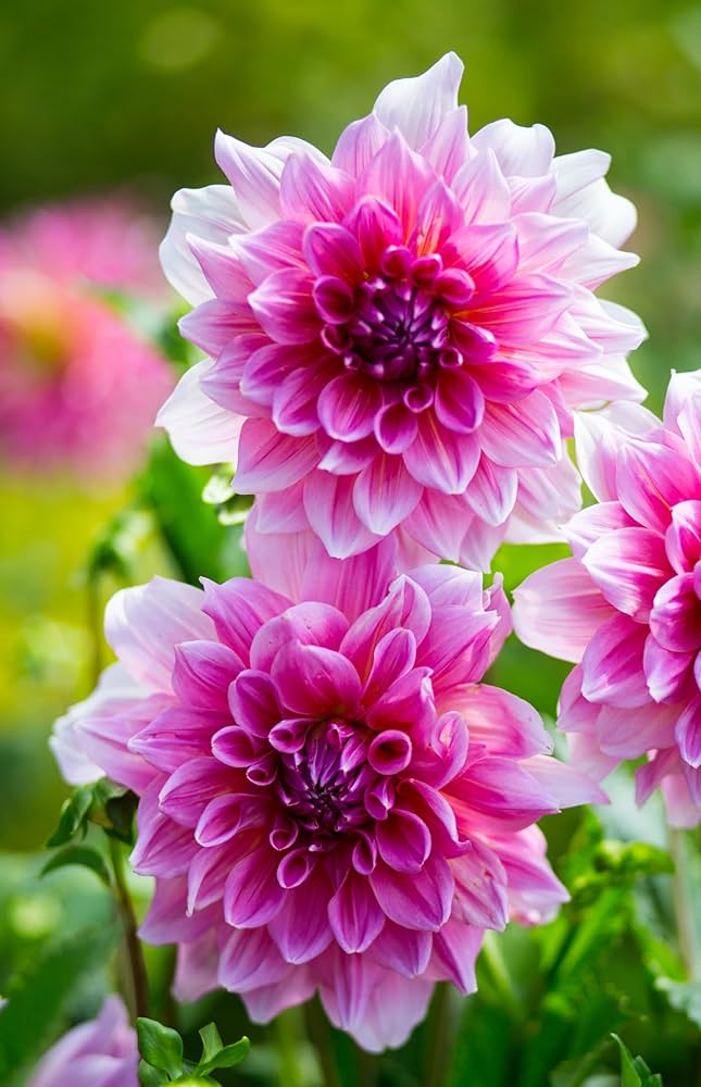 Tango Mixed Flower Seeds for Planting