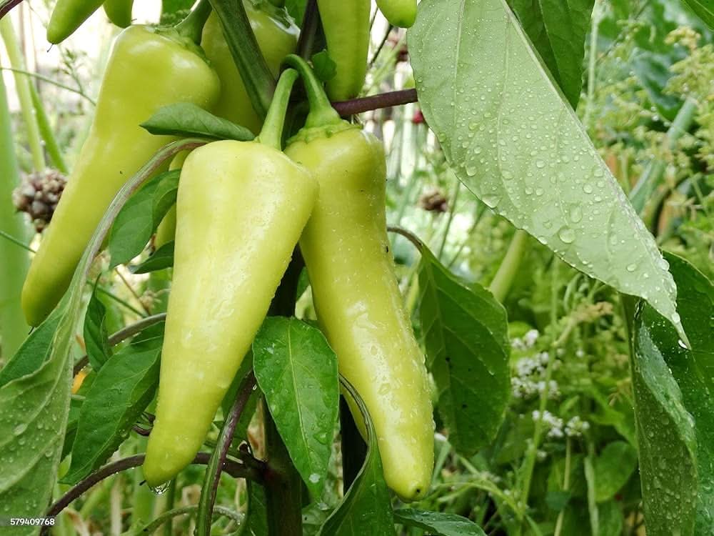 Zambia pepper plant grown from seeds with unique shaped, spicy green to red peppers