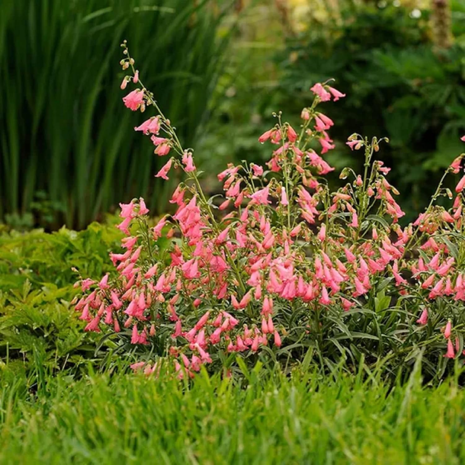 Twizzle Mix Penstemon Seeds