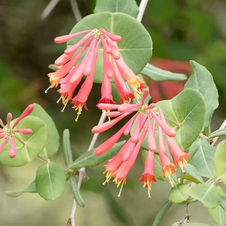perennial-heirloom-non-gmo-lonicera-sempervirens-seeds


