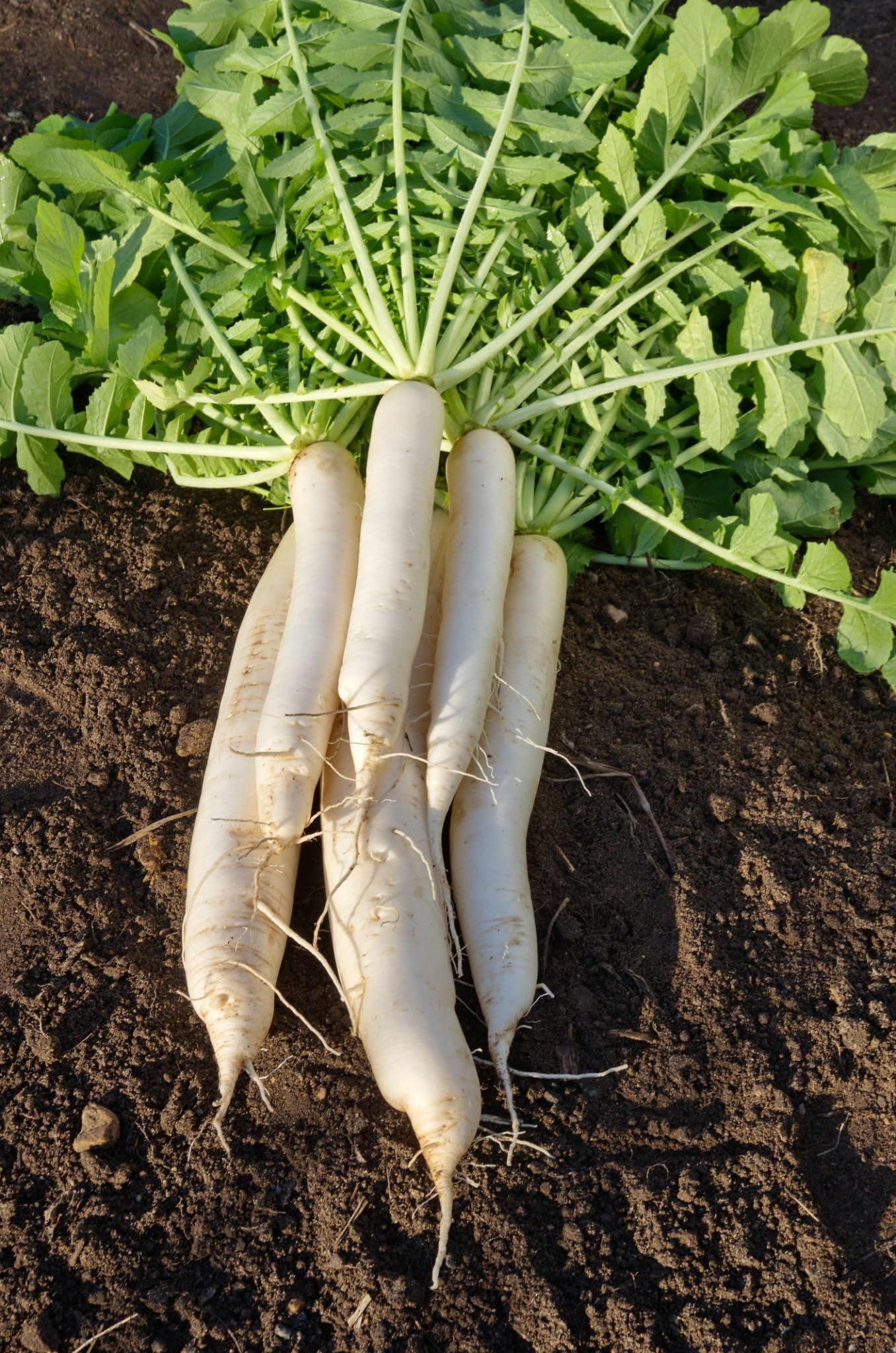 Heritage radish – Raphanus sativus – for planting in home garden