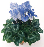 Blue White Cyclamen Flower Seeds for Planting - NON GMO Seeds- 100 - White for planting in home garden