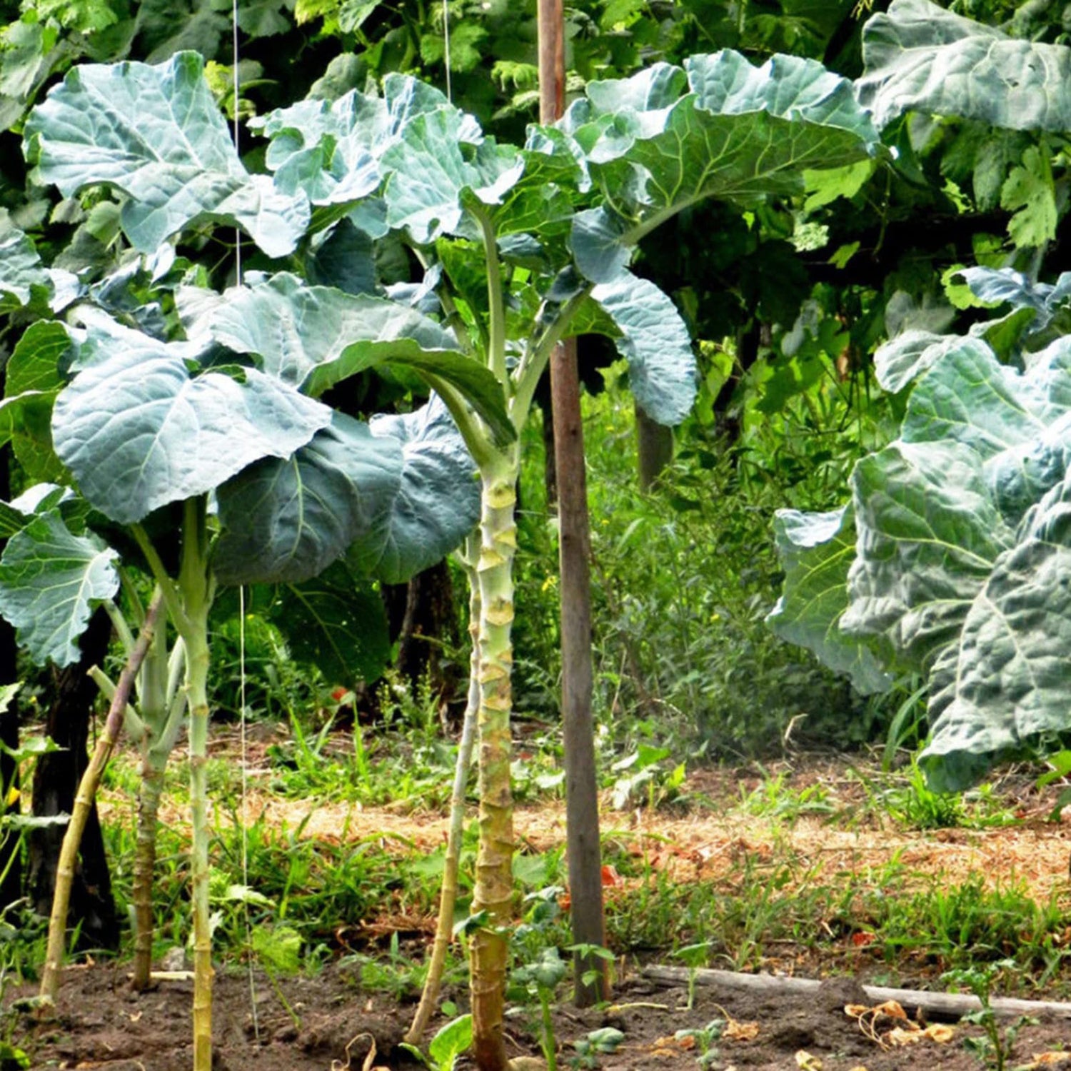 Walking Stick Kale Tree Seeds for Planting -Heirloom & Non-GMO Seeds