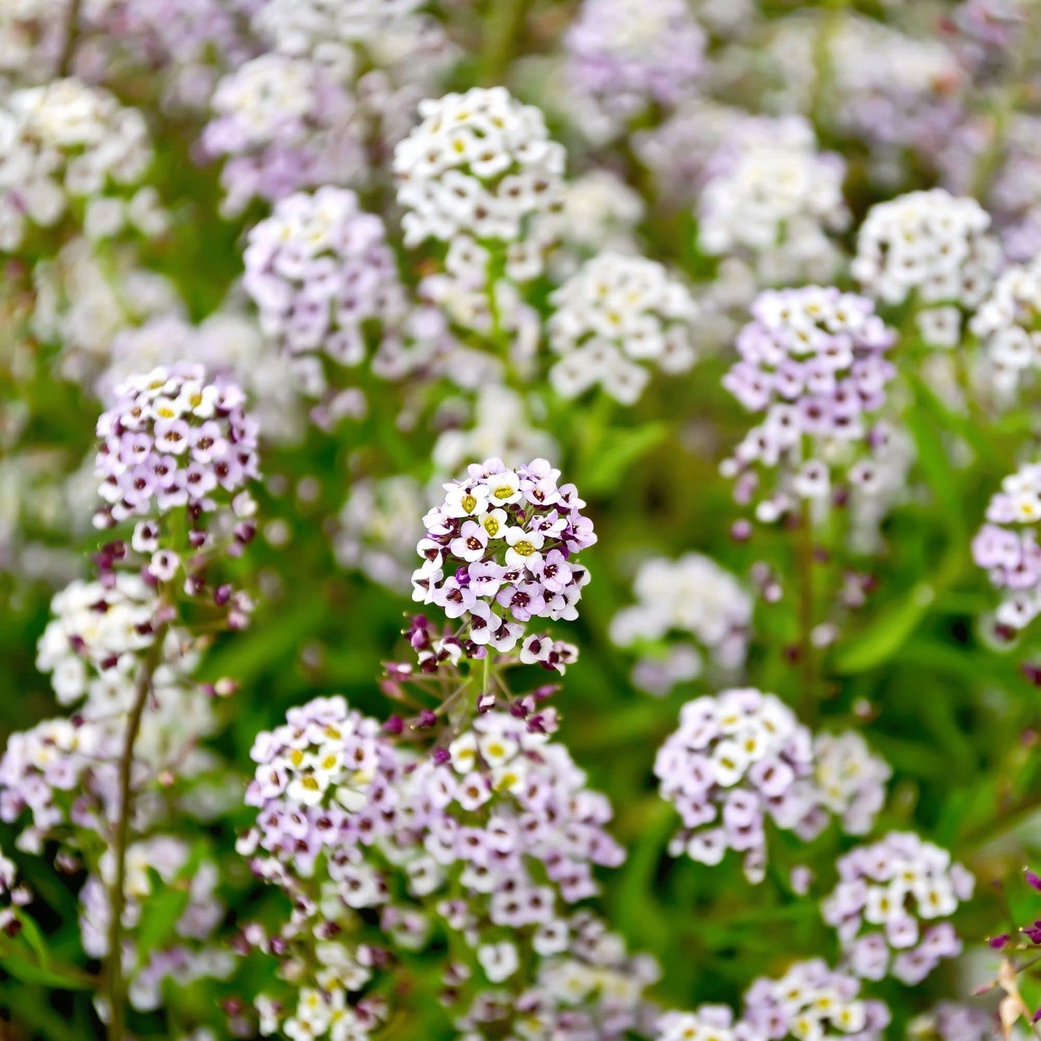 Alyssum Snow Crystals Lobularia maritima Flower Seeds for Planting in Garden