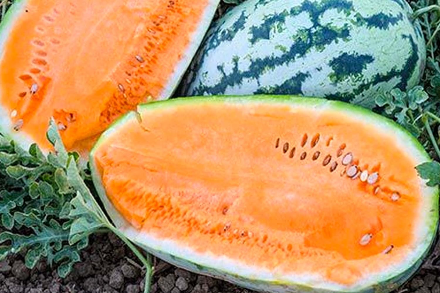 Watermelon Fruit Orange - Heirloom, Non - Gmo Seeds