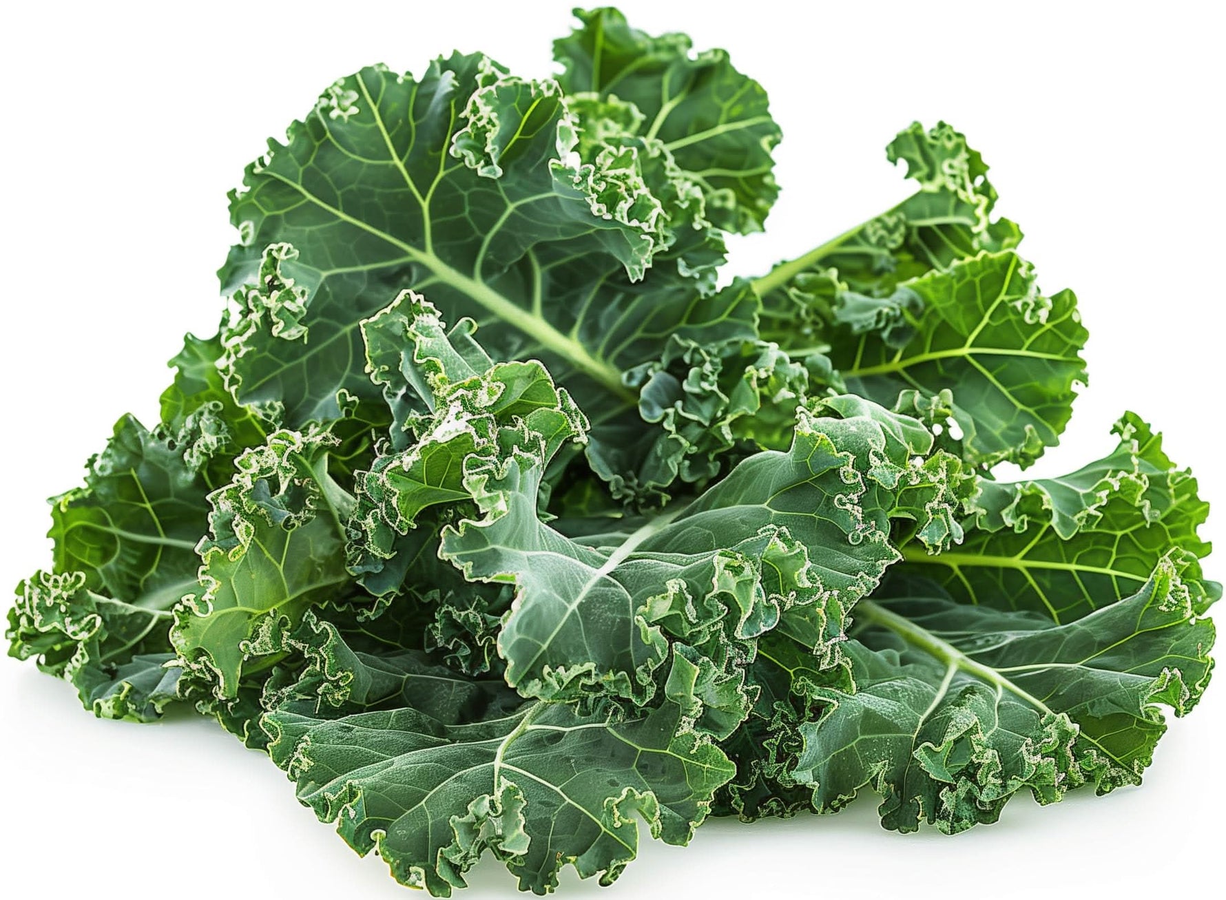 Dwarf - Blue for planting in home garden