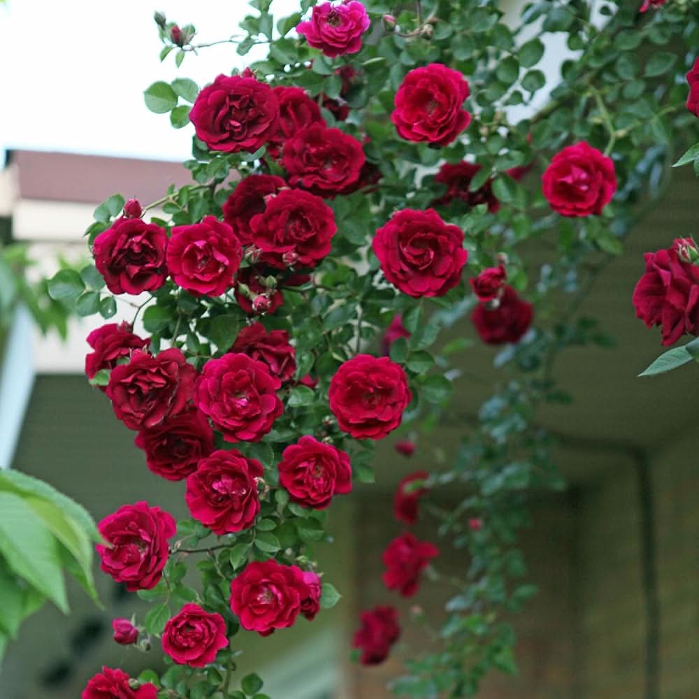 Rose Red Rose Flower Seeds