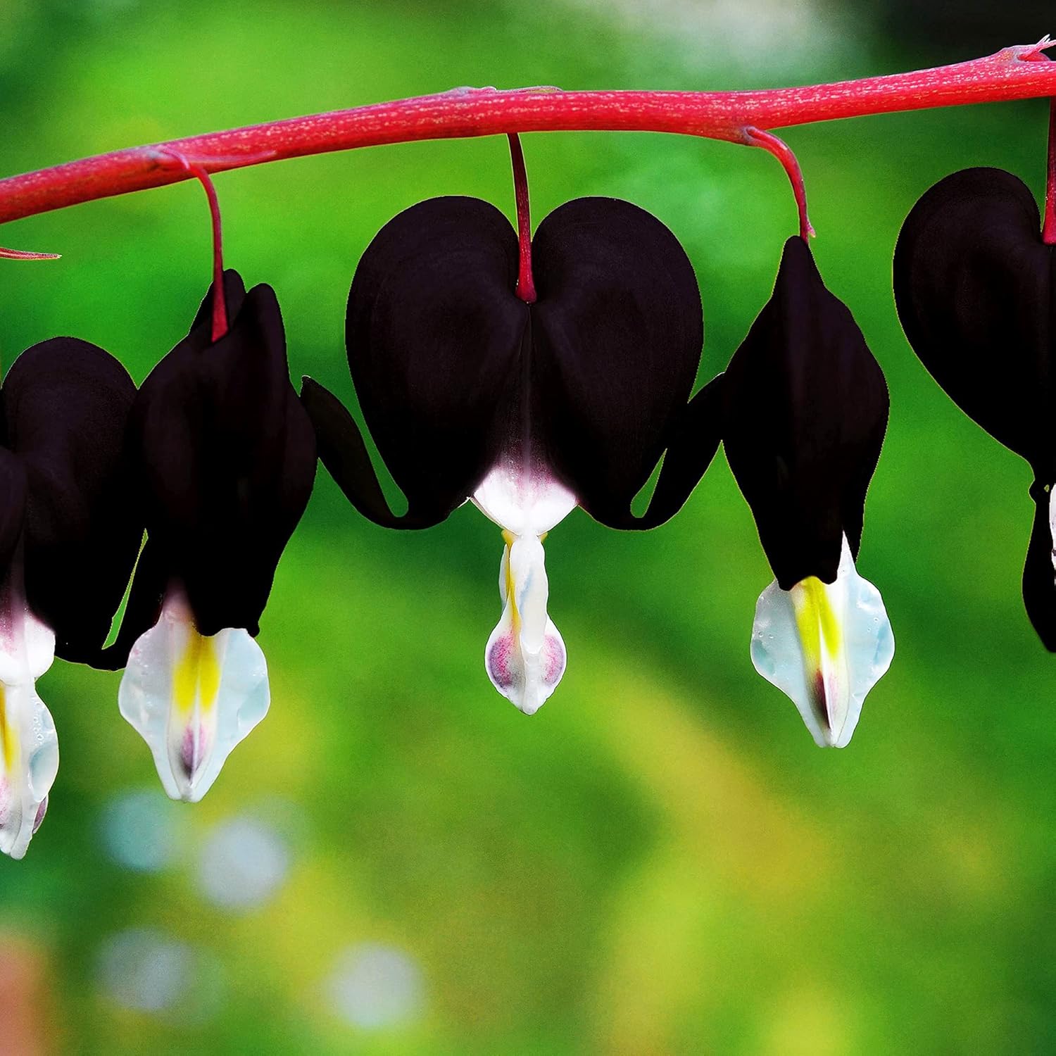 Black Bleeding Heart Seeds