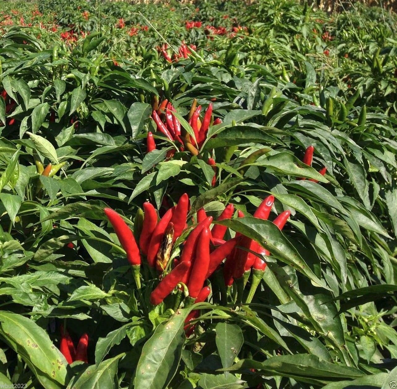 Tien Tsin Chili Pepper Seeds for Planting Capsicum annuum for Vegetable Patch and Balcony Garden