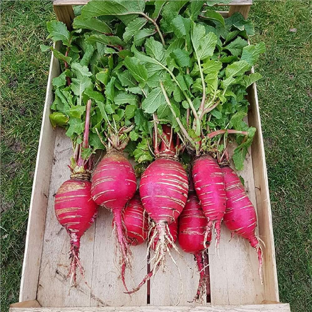China Rose Radish Raphanus Sativus Vegetable Seeds for Planting in Kitchen Garden and Raised Beds